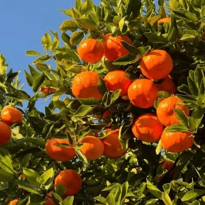 Darjeeling Orange
