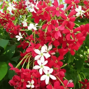 মধুমঞ্জুরি (Modhu Monjuri / Honeysuckle)