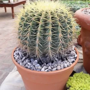 Ball Cactus