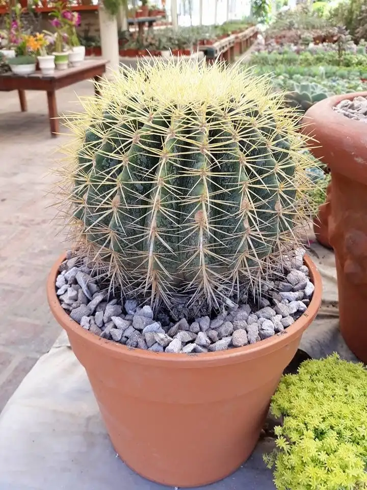 Ball Cactus