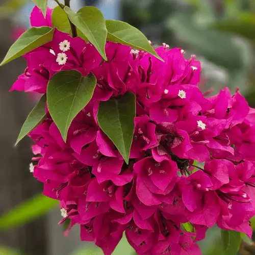 Bougainvillea Mahra Plant