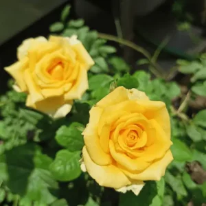 Color Change Yellow Rose Plant