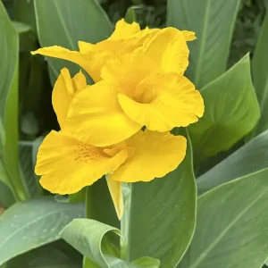 Indian Canna Flower Plant
