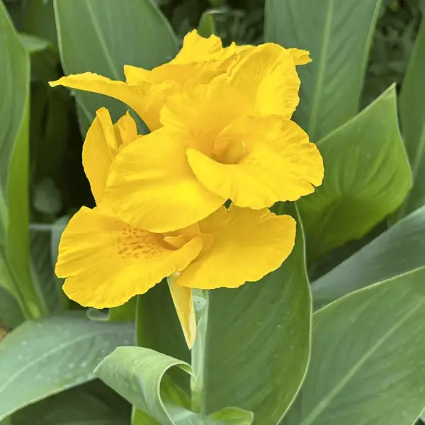 Indian Canna Flower Plant