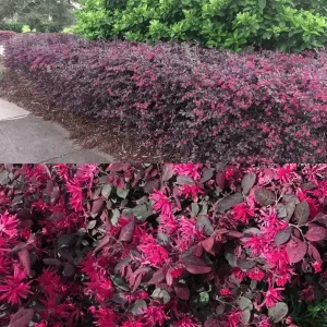 Loropetalum flower Plant