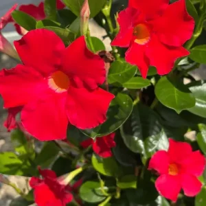 Mandevilla Red Plant