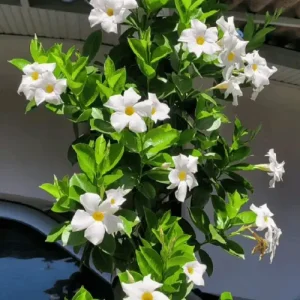 Mandevilla White Plant