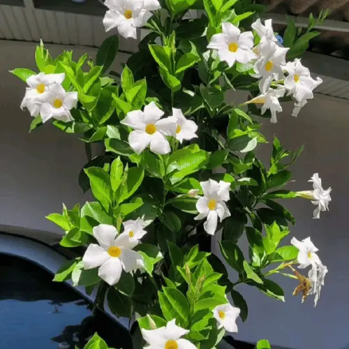 Mandevilla White Plant