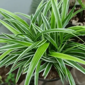 Spider Plant