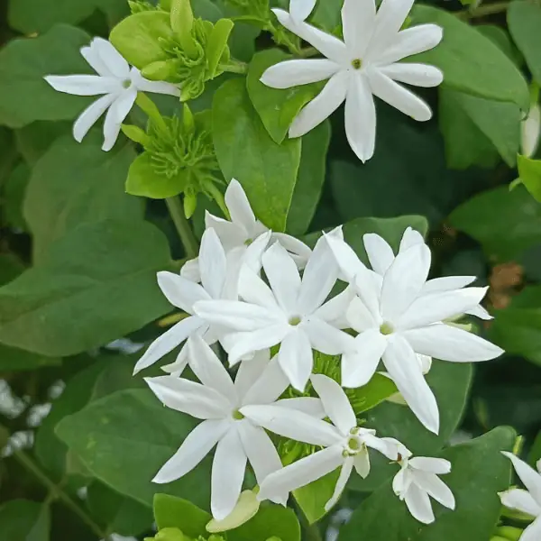 Sri Lankan Jasmine