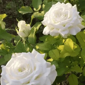 White Rose Plant
