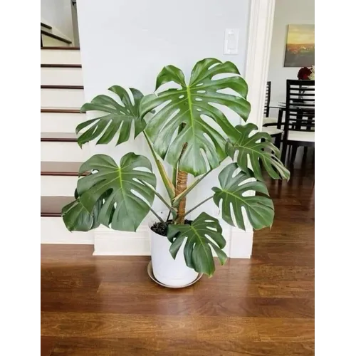 Monstera plant