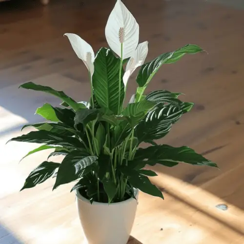 Peace Lily plant