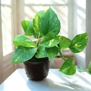 Money Plant