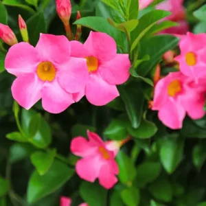 Mandevilla Pink Plant